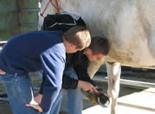 Two Turnabout students help to clean out a horses hooves.